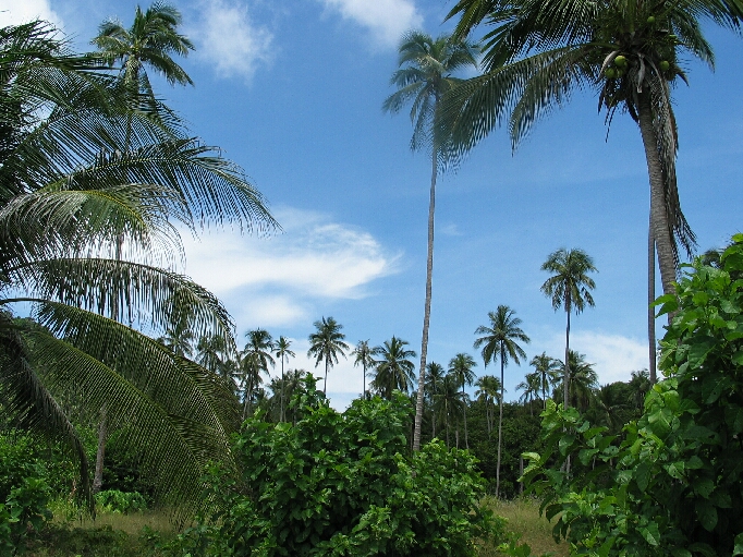 Pulau Perhentian / Malaysia - Bild 8